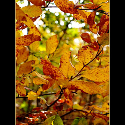 nicolevsanchez: Autumn Leaves “Les feuilles mortes” by dranidis on Flickr.