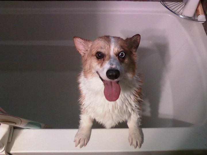 corgiaddict:  Ziggy gets a bath!   