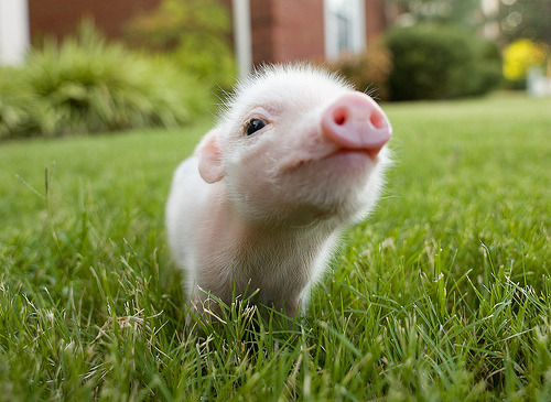 @AdorableBipolar mira &gt;_&lt; quiero uno  clubgreeneyed:  the cutest pig.