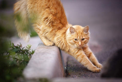 The Ginger Cat by olegarhiy on Flickr.