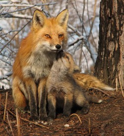magicalnaturetour:  Red Foxes by Luc ~ I love my mommy 