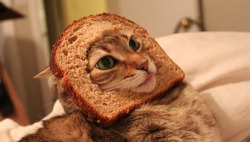 cactus-crown:   Inbread cats  stop my mom