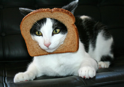 cactus-crown:   Inbread cats  stop my mom sent me a forwarded e-mail with this stop MOM  