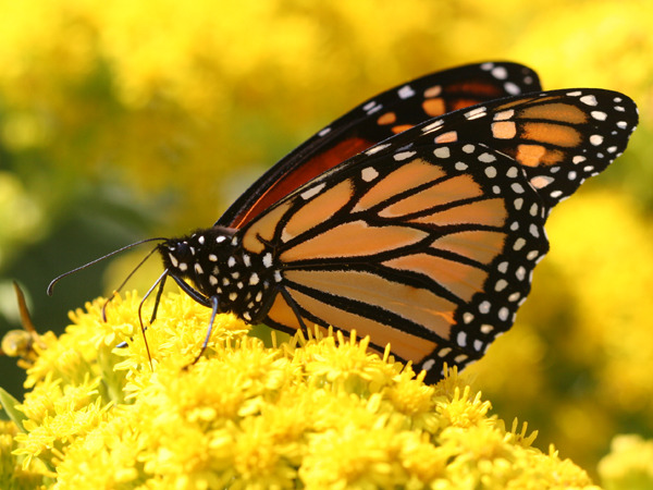 fallfoliage-autumnharvest:  migrating monarch butterfly on goldenrod flower 
