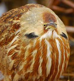 fat-birds:  fat-birds:  Square frame, round bird by delphinusorca on Flickr.  I just love this picture so much so much bitterns are the best they puff up like this when they have too many feelings aka this bird is tumblr 