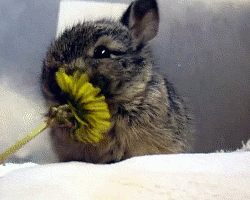hewhoholdsthecrown:  I love bunnies!  dead. sooooo cute. omg.