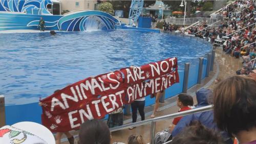theuppitynegras:  vegan-xicano:  prettynymph:  Sea world should be wiped the fuck out  Seaworld, zoos, circuses  Please don’t compare zoos to sea world and the circus zoos actually help animals and are preserving endangered species and a lot of them