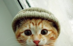 oh&hellip; i need a cat sized beanie&hellip;