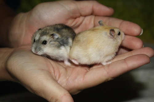 JUST FOUND OUT SOME GOOD NEWS! My hamster Shia is a female, and my roomate Amanda’s hamster is