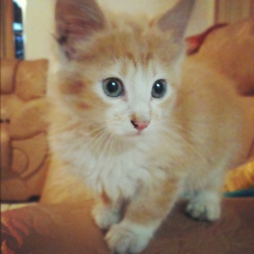 Ginger kitties.
