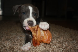 fuckyeahpitbullterriers:  Pig Ears 