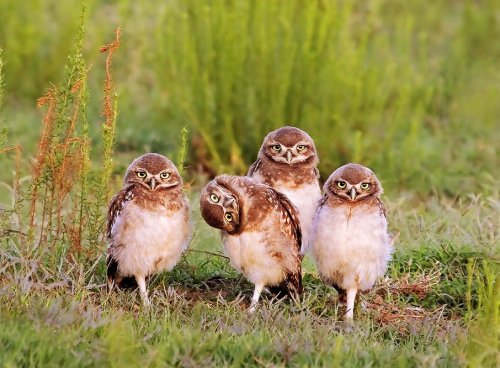 magicalnaturetour: Curious by Mario Gustavo Fiorucci ~ Four owl Chicks near the cave where they live