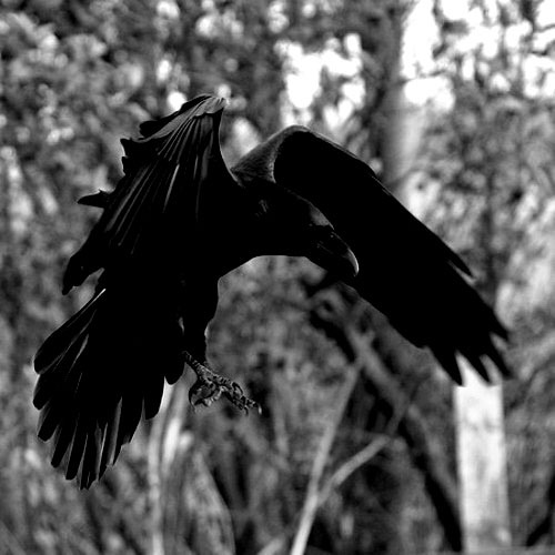 lepassager noir