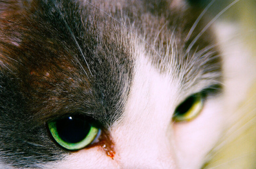 Cat Eyes by andrew procter on Flickr.