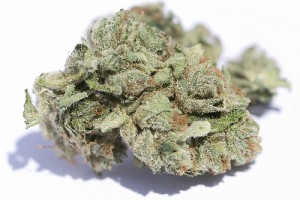 thatsgoodweed:  and this kids is OG kush 