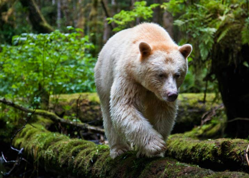 pleaseheadnorth-deactivated2012:  Kermode Bear (Spirit Bear) - In a moss-draped rain forest in British Columbia, towering red cedars live a thousand years, and black bears are born with white fur.  Photographs by Paul Nicklen. 