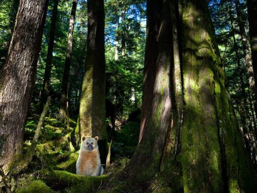 witchedways:  pleaseheadnorth-deactivated2012:  Kermode Bear (Spirit Bear) - In a