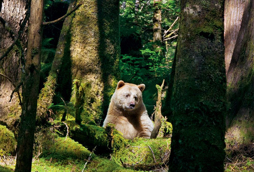 pleaseheadnorth-deactivated2012:  Kermode Bear (Spirit Bear) - In a moss-draped rain forest in British Columbia, towering red cedars live a thousand years, and black bears are born with white fur.  Photographs by Paul Nicklen. 