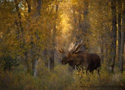 magicalnaturetour:  Moose in Sunlight by