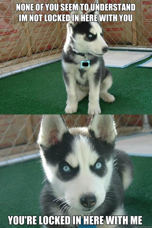 demon-of-the-fall:  dsaintsworks:   THOSE. EYES. O_O  I think I’d just cuddle with the cute angry lookin thing 
