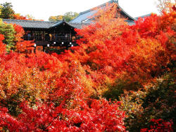 sasaq:  秋の京都で絶対行くべき場所教えてくれ - ブラブラブラウジング 