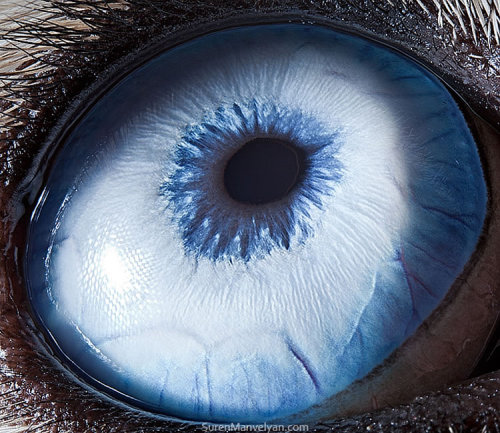 “Animal Eyes” photographic series by Suren Manvelyan