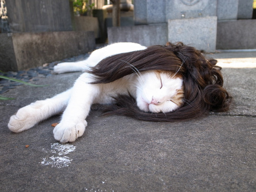 Drunk cat is drunk