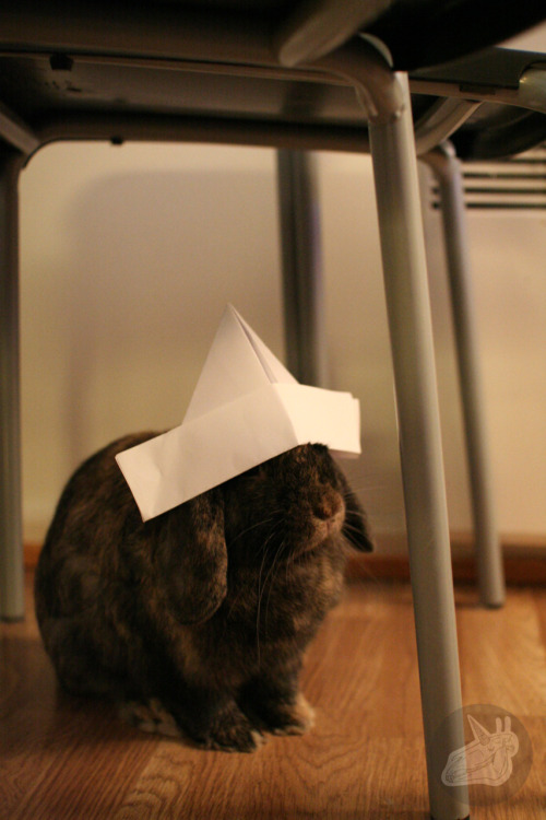 dailybunny:Thanks, mijowi!