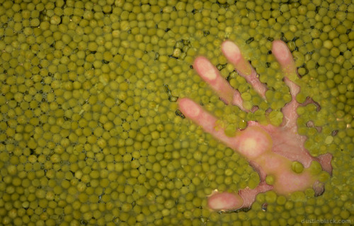 Handprint in canned peas.