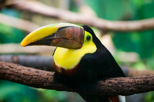 fat-birds: blightowl: fat-birds: love-toucan: by EJP Photo on flickr( Toucan 2 ) he sit he sink BABY