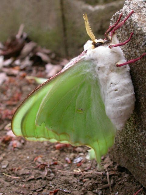 allbeareverybear:  anxiousmonster:  oomizuao:  オオミズアオ  OMG THIS MOTH