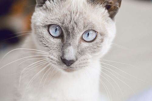 ((not actual cat porn))