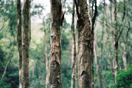 h-elenabeat: untitled by justina woo on Flickr.