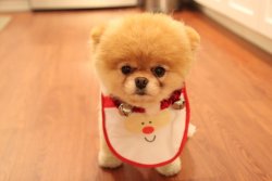 ampyvengeanze:  boo the cutest dog 