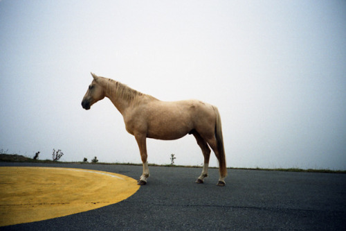 dpitch:horse &amp; yellow spot by Benoît Debuisser on Flickr.