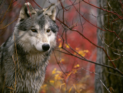 mydirtydesires:  #wolf 