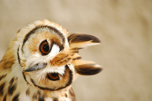 deerlights:Owl charm (by Sidclay Dias)