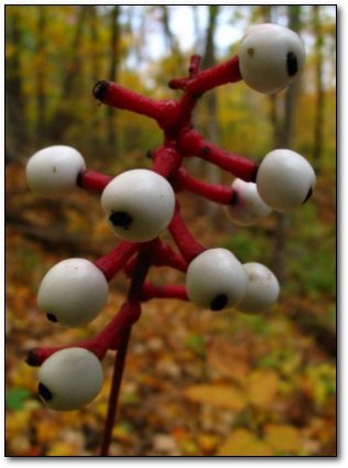 weheartnature:Doll’s EyeAt best, this thing looks like the plants you’d find on some hostile alien w