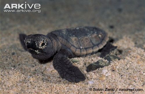 speciesofday:
“ To learn more about the Hawksbill turtle and see stunning images and films, visit the Hawksbill turtle species page on ARKive.
”
ARKive is on Tumblr! Whee!