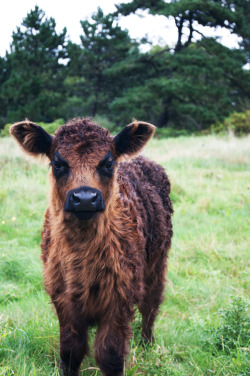 theanimalblog:  Cow. by oliverbrix  Ommmg