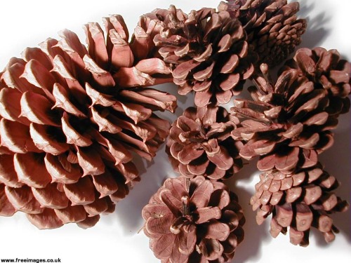 Pine Cones