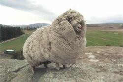 snerpahsnerr:  teyuss:  emilianadarling:  ahoycaptainsteve:   An escaped sheep was found with 60 pounds of wool. Shrek the sheep ran away and hid in a cave in New Zealand for 6 years. When Shrek was finally found in 2004, the sheep had gone unsheared