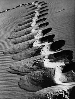 Spur (des Menschen) am Steilhang einer Düne der Kurischen Nehrung photo by Alfred Ehrhardt, 1934