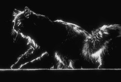 Blackie Photo By Gjon Mili, 1943