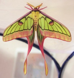 Mallory-Moon:  Chinese Moon Moth (Actias Dubernardi)   Would Love To See This Applied