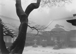 Temple And Tree, Hiei-San, Kyoto photo by Paul Caponigro, 1976