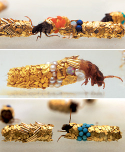 capillaryveins:  Caddis fly larvae are known