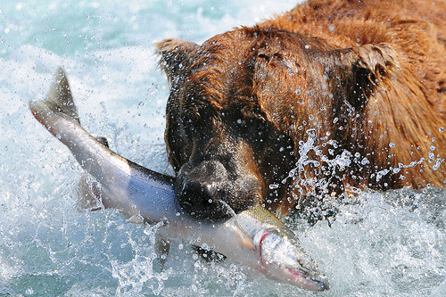 skeletales:  Alaska brown with salmon by Ryan Askren 