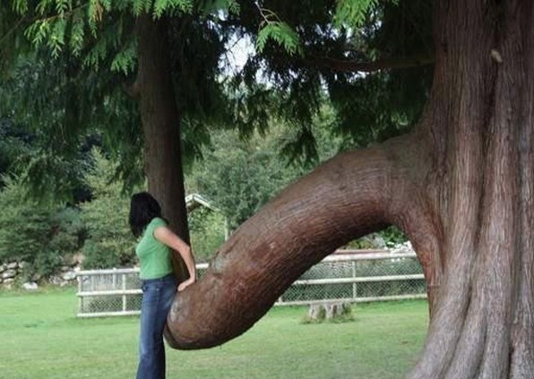 sheseemsnice:  Sexiest trees you’ll see all day!  http://www.mninstitute.com/front-page/2011/10/6/knottiest-tree-pictures-youll-see-all-day.html