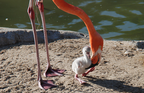 Flamingos are big ol’ pink birds. They have stupid scoop bills so they can go in and eat all t